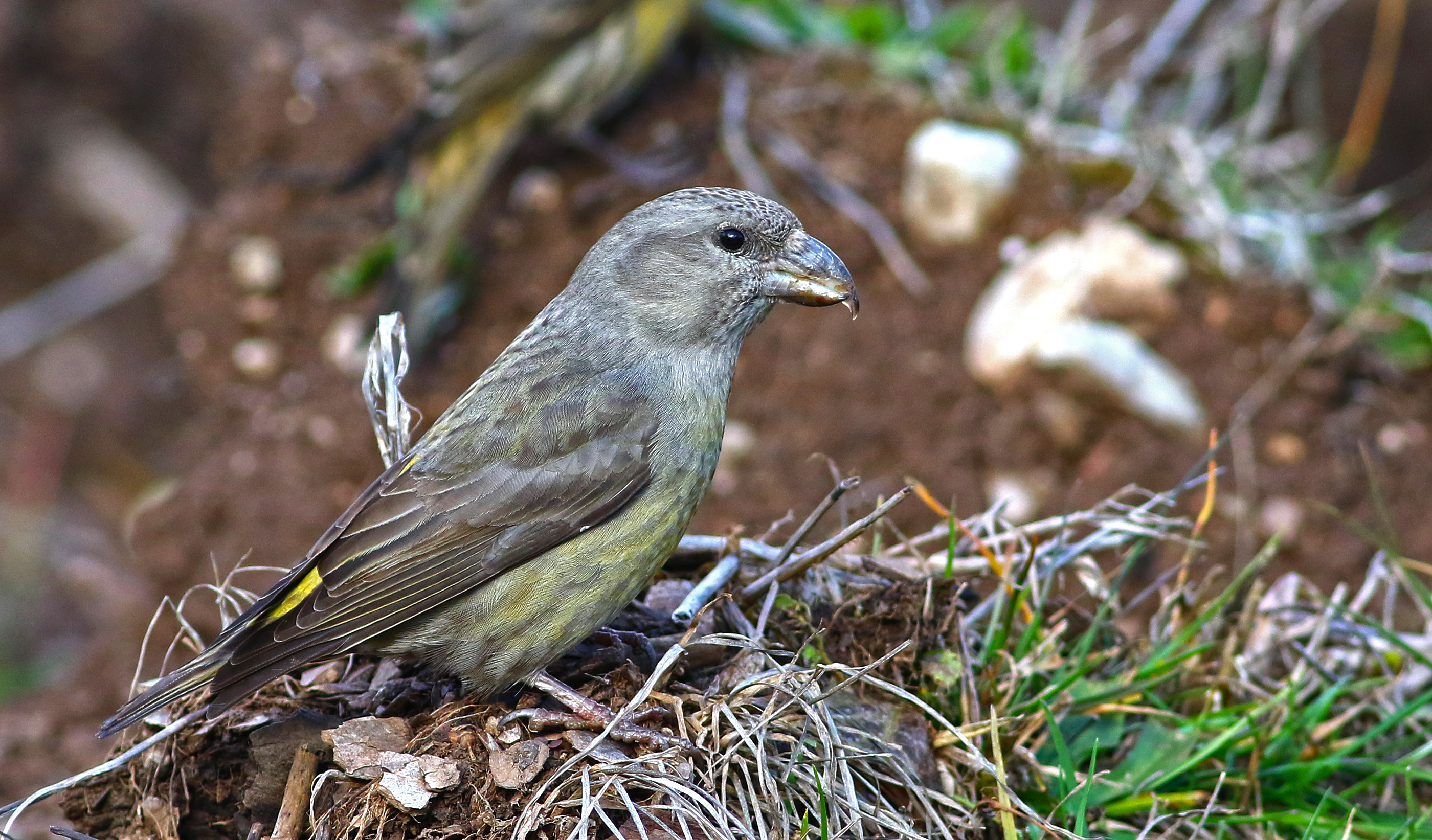 Red Crossbill